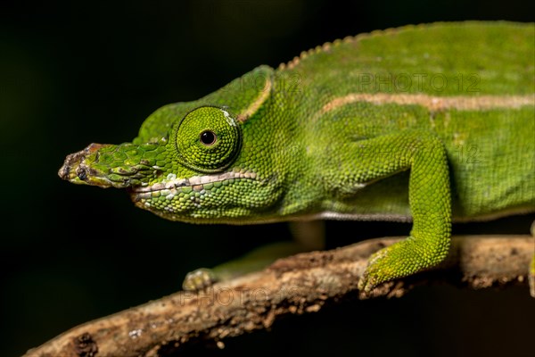 Petters petter's chameleon