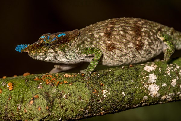 Blue-nosed Chameleon