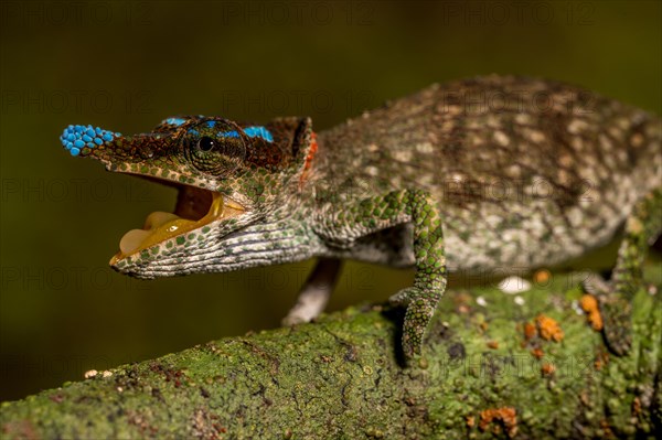 Blue-nosed Chameleon