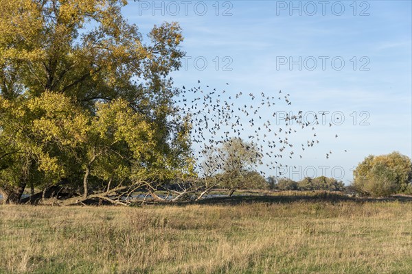 Starlings gather at the Elbe