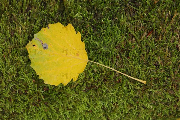 Yellow birch leaf in autumn with moss in Niedernhausen