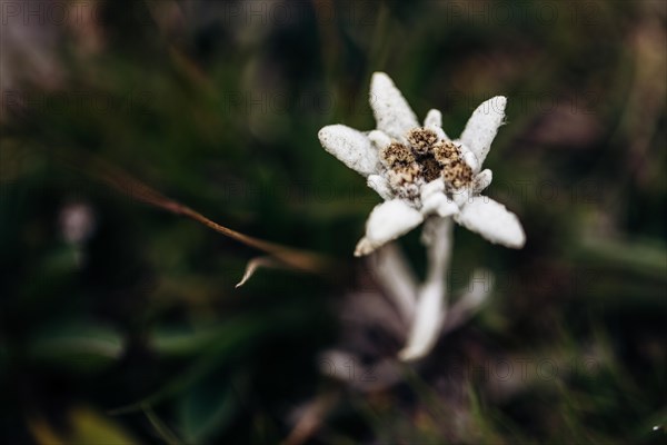 Alpine edelweiss