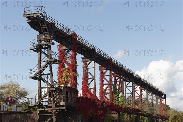 Wild grapevine in autumn colours growing on steel structure