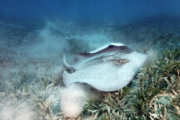 Honeycomb whipray