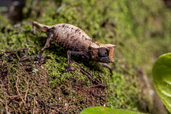 Marojejy leaf chameleon