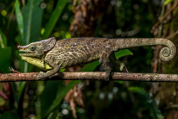 Malthes elephant-eared chameleon