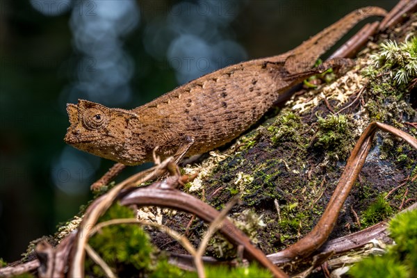 Marojejy leaf chameleon