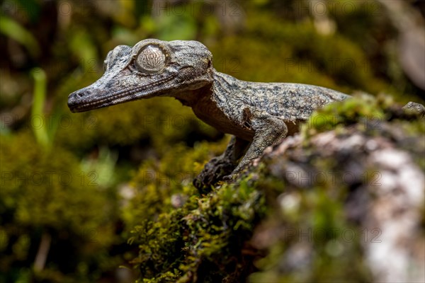 Giant leaf-tailed gecko