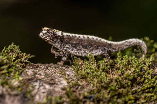 Montagne d Ambre Earth Chameleon