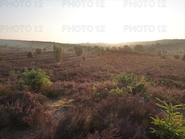 Heath blossom in the Lueneburg Heath nature park Park. The landscape in the heath nature reserves blossoms in purple to violet hues in late summer. Fuerstengrab