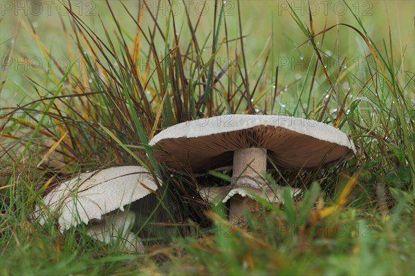 Field mushroom