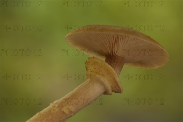 Honey fungus