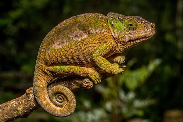 Globifer chameleon