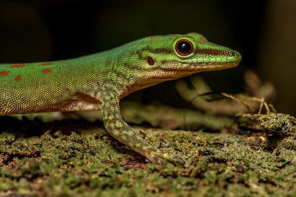 Day gecko