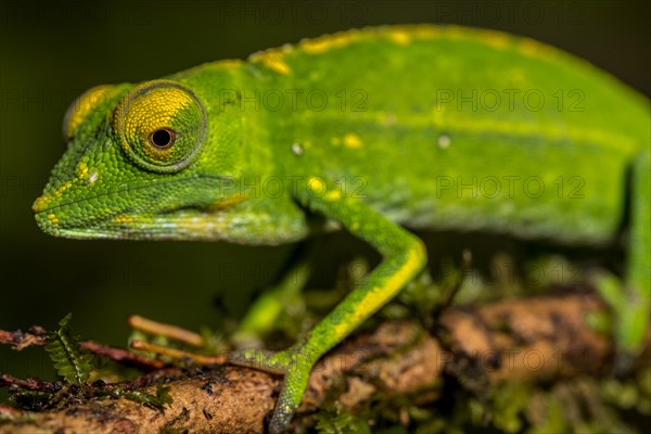 Marojejy chameleon