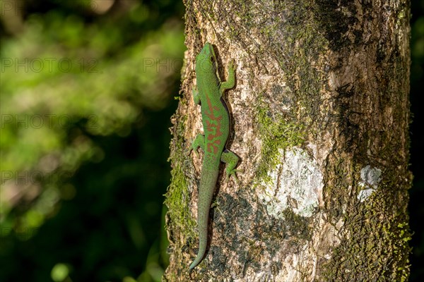 Striped day gecko