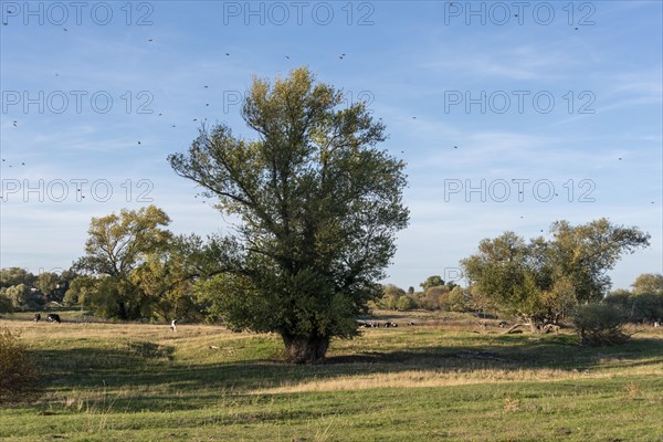 Elbe meadows with black poplars