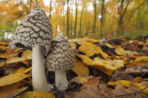 Coprinopsis picacea