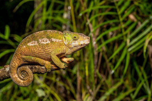 Globifer chameleon