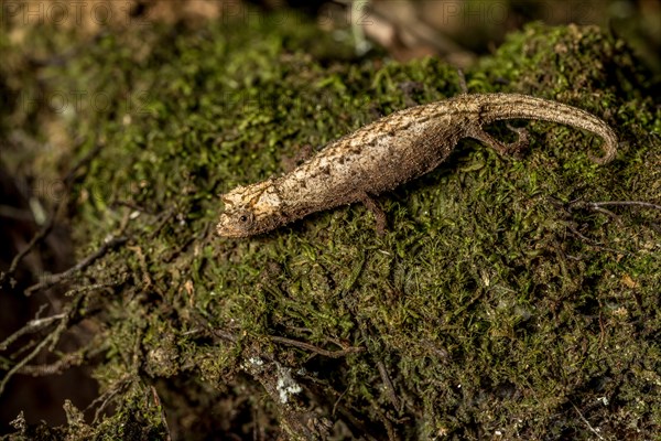 Earth chameleon