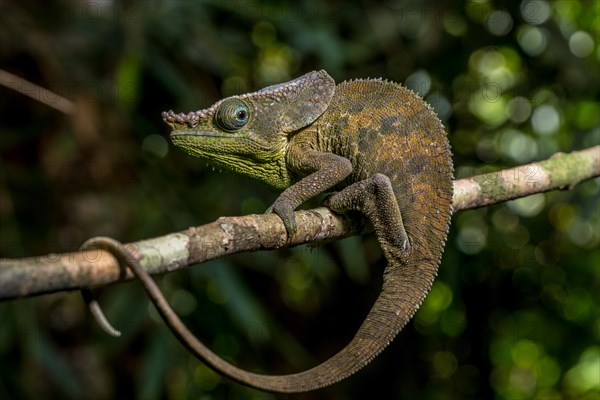 Malthes elephant-eared chameleon