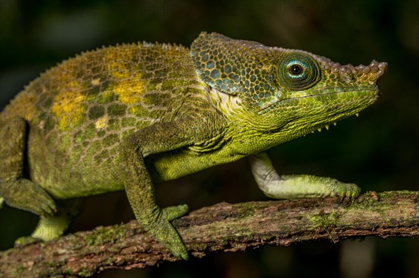 Malthes elephant-eared chameleon