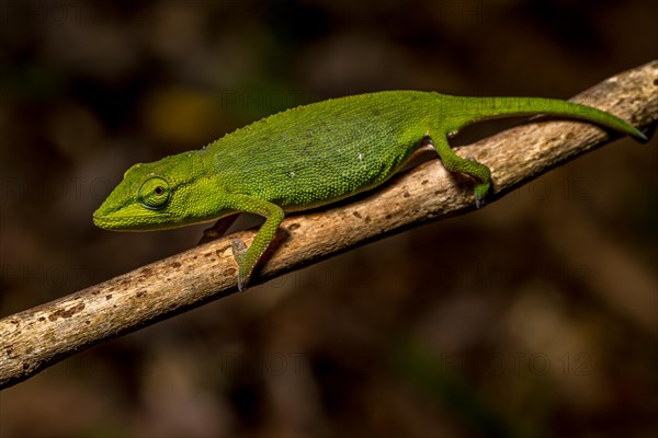 (Calumma guillaume), Marojejy National Park, Madagascar, Africa