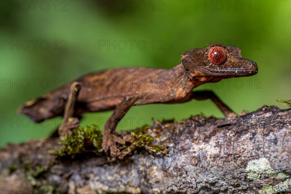 Flat-tailed gecko