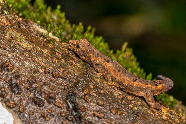 Small day gecko