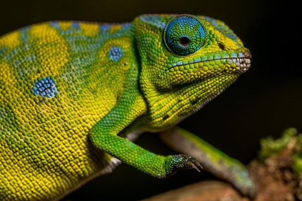 Petters petter's chameleon