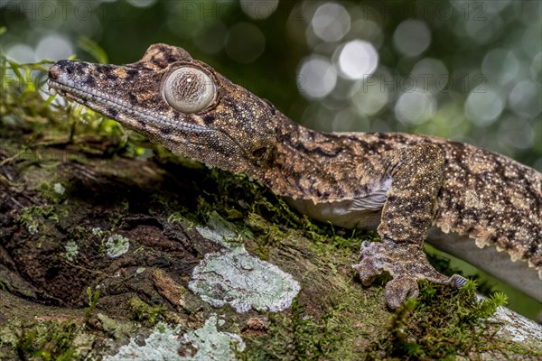 Giant leaf-tailed gecko