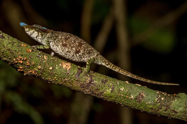 Blue-nosed Chameleon