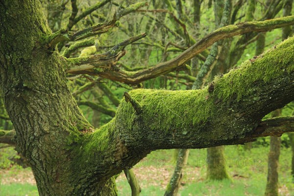 Sessile oak