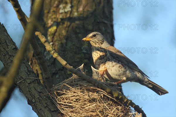 Fieldfare