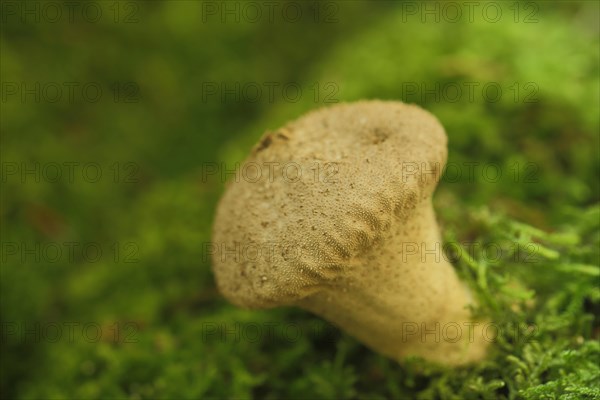 Common puffball