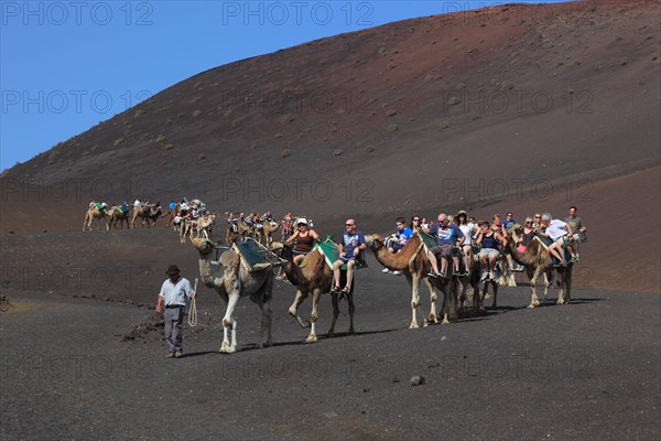 Dromedary Riding for Tourists in Timanfaya National Park