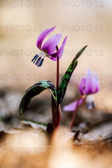 Flowering dog's tooth violet