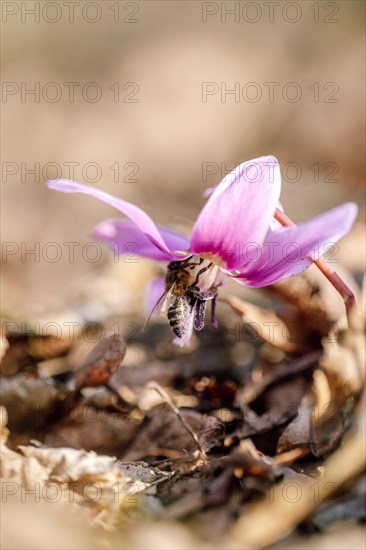 Flowering dog's tooth violet