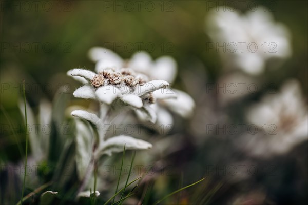 Alpine edelweiss