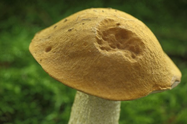 Cap of hornbeam boletus