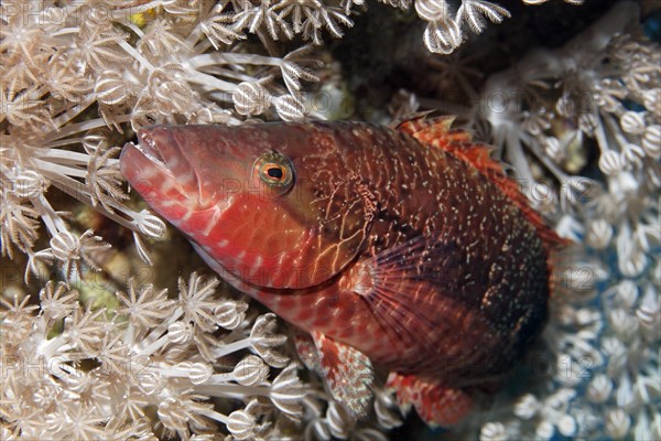 Cheek-lined wrasse