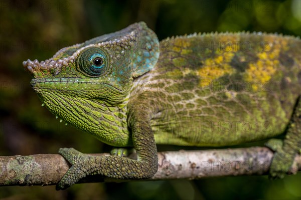 Malthes elephant-eared chameleon