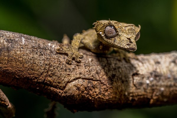 Clever flat-tailed gecko