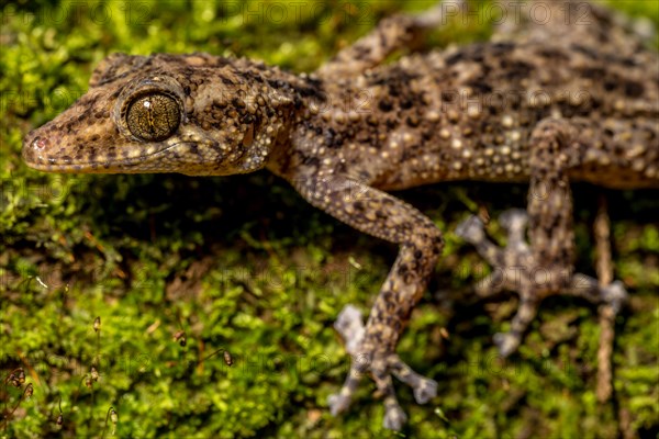 Big-headed gecko