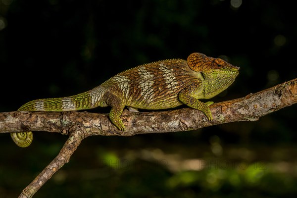 Amber Mountain amber chamaeleon