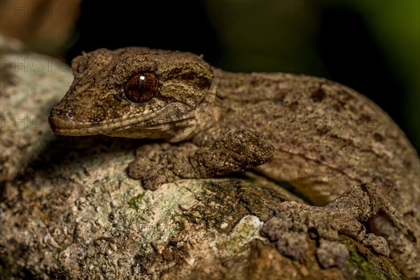 Flat-tailed gecko