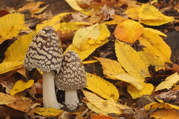 Coprinopsis picacea