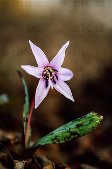 Flowering dog's tooth violet