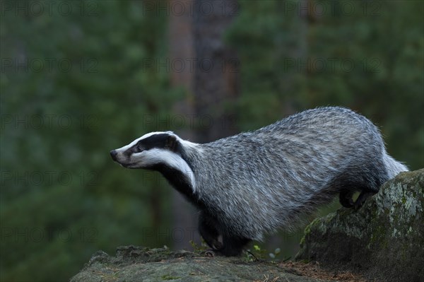 European badger