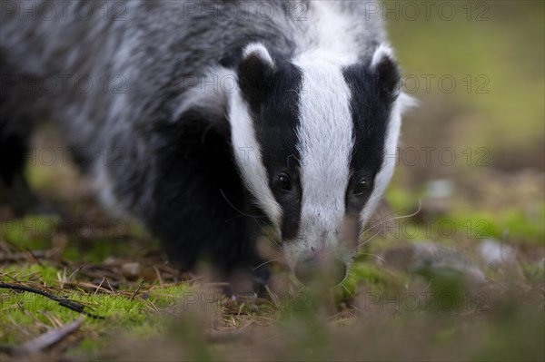 European badger